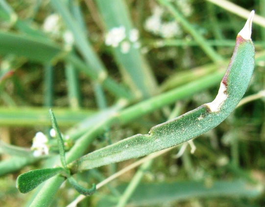 Lepidium graminifolium / Lepidio graminifoglio